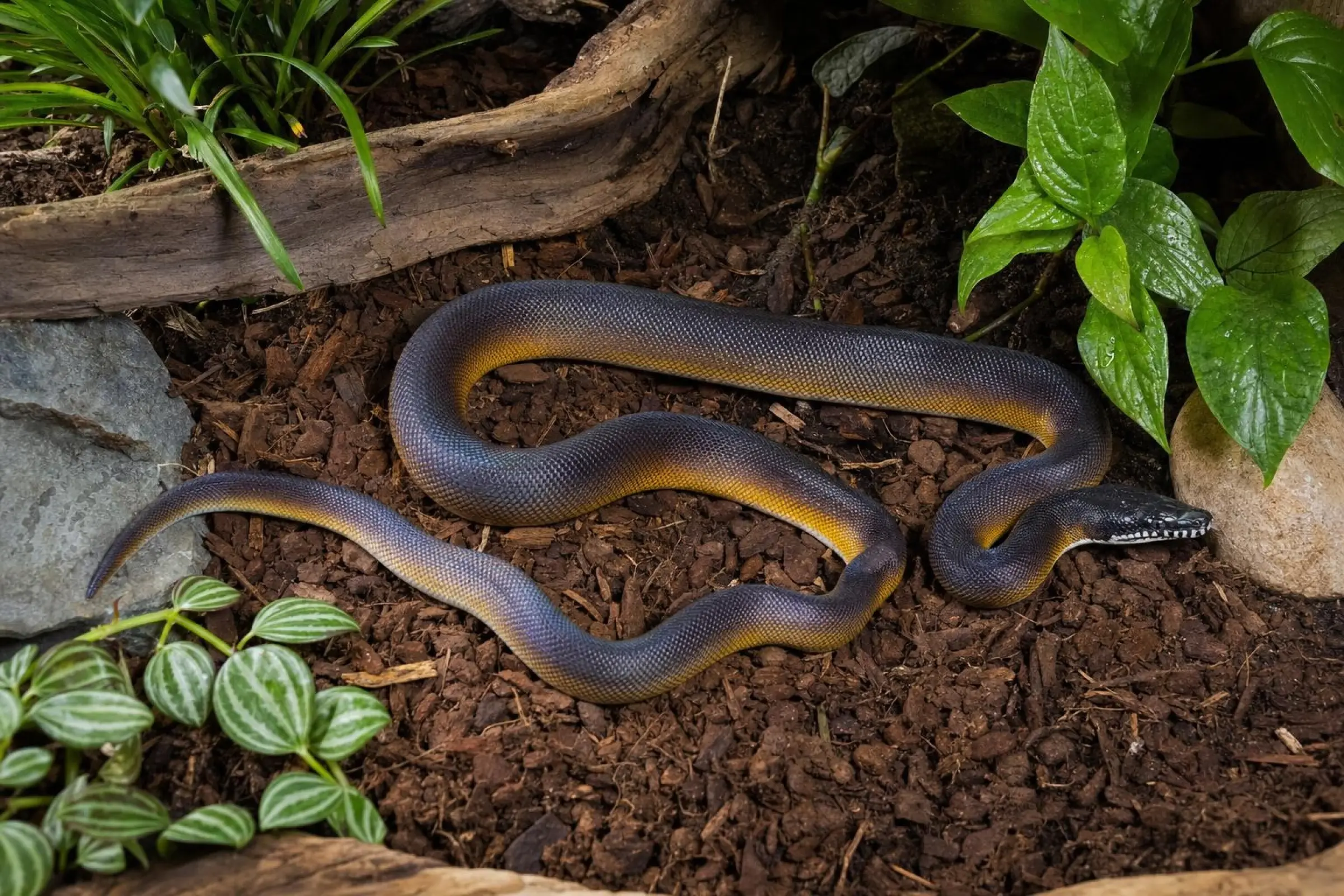 Nördlicher Weißlippenpython, Leiopython albertisii