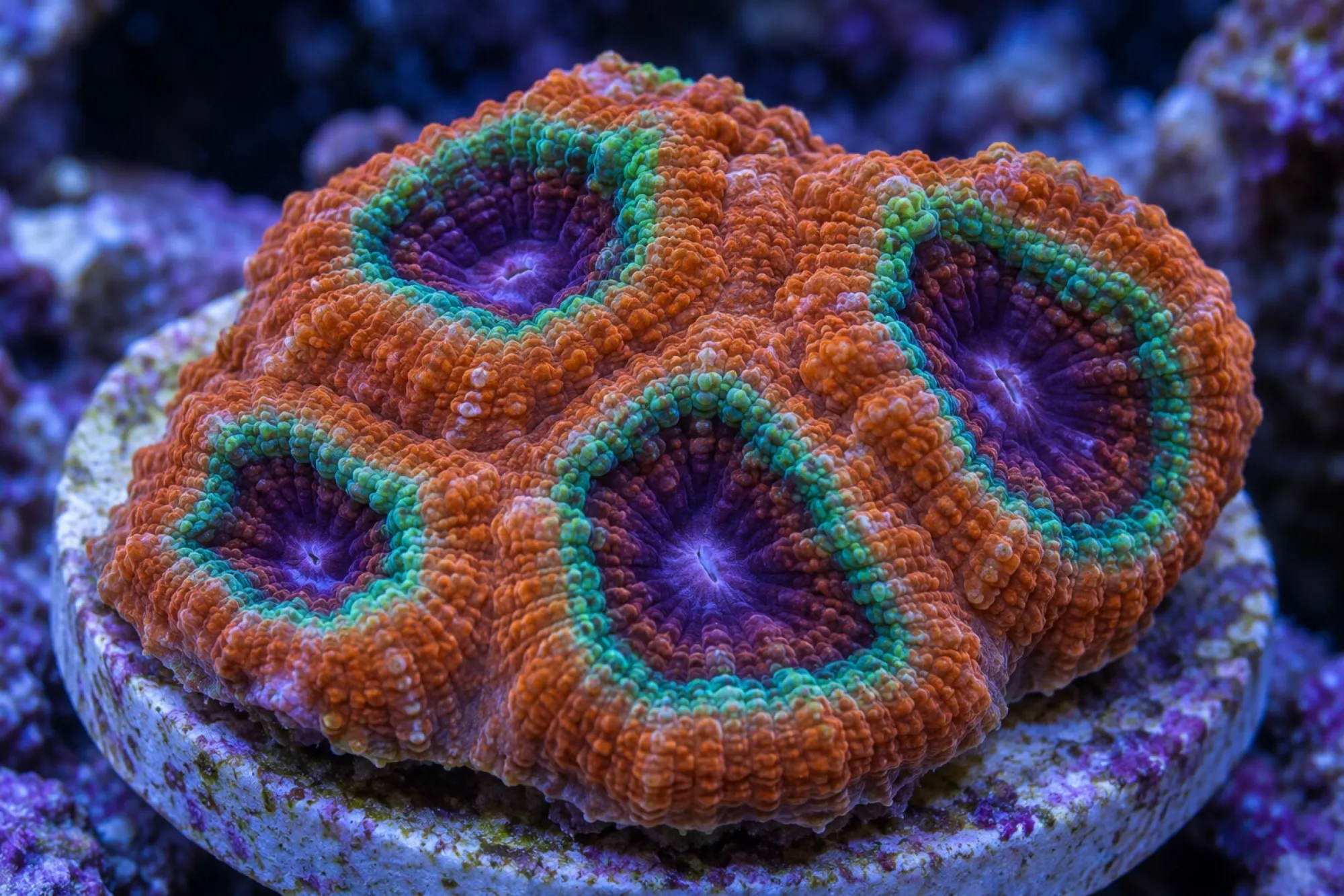 Hirnkoralle „Terra Glow“ (Nachzucht), Acanthastrea echinata, Größe S–M