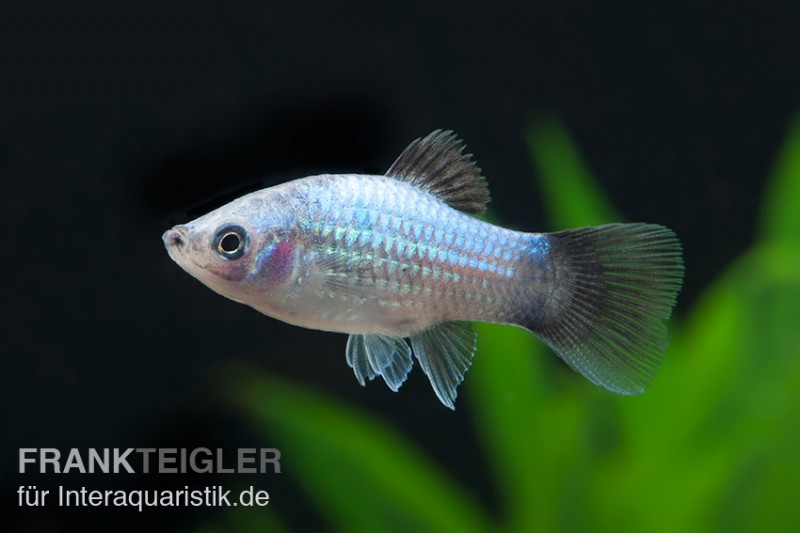 Blauer Wagtail-Platy, Xiphophorus maculatus