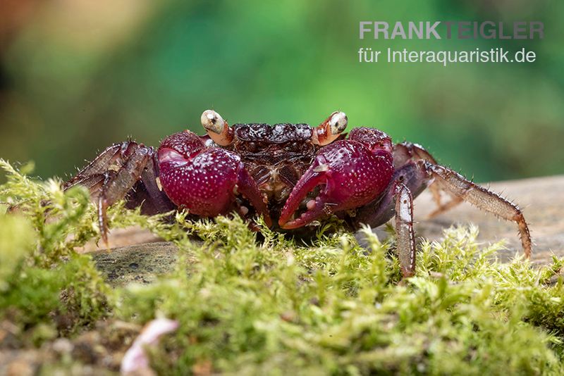 Blue Devil Vampirkrabbe, Geosesarma dennerle sp. blue, Zufällig ausgewählt