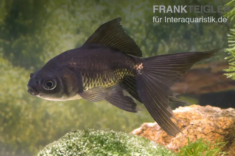 Goldfische