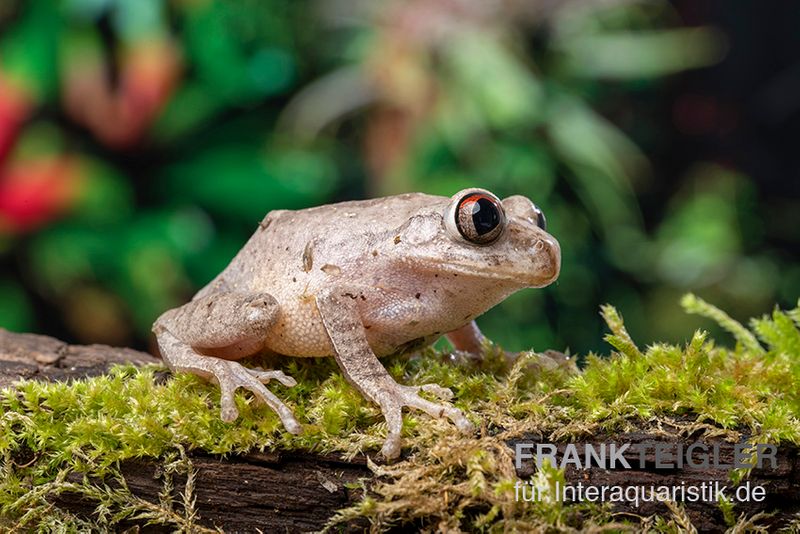 Brauner Waldsteiger, Leptopelis millsoni