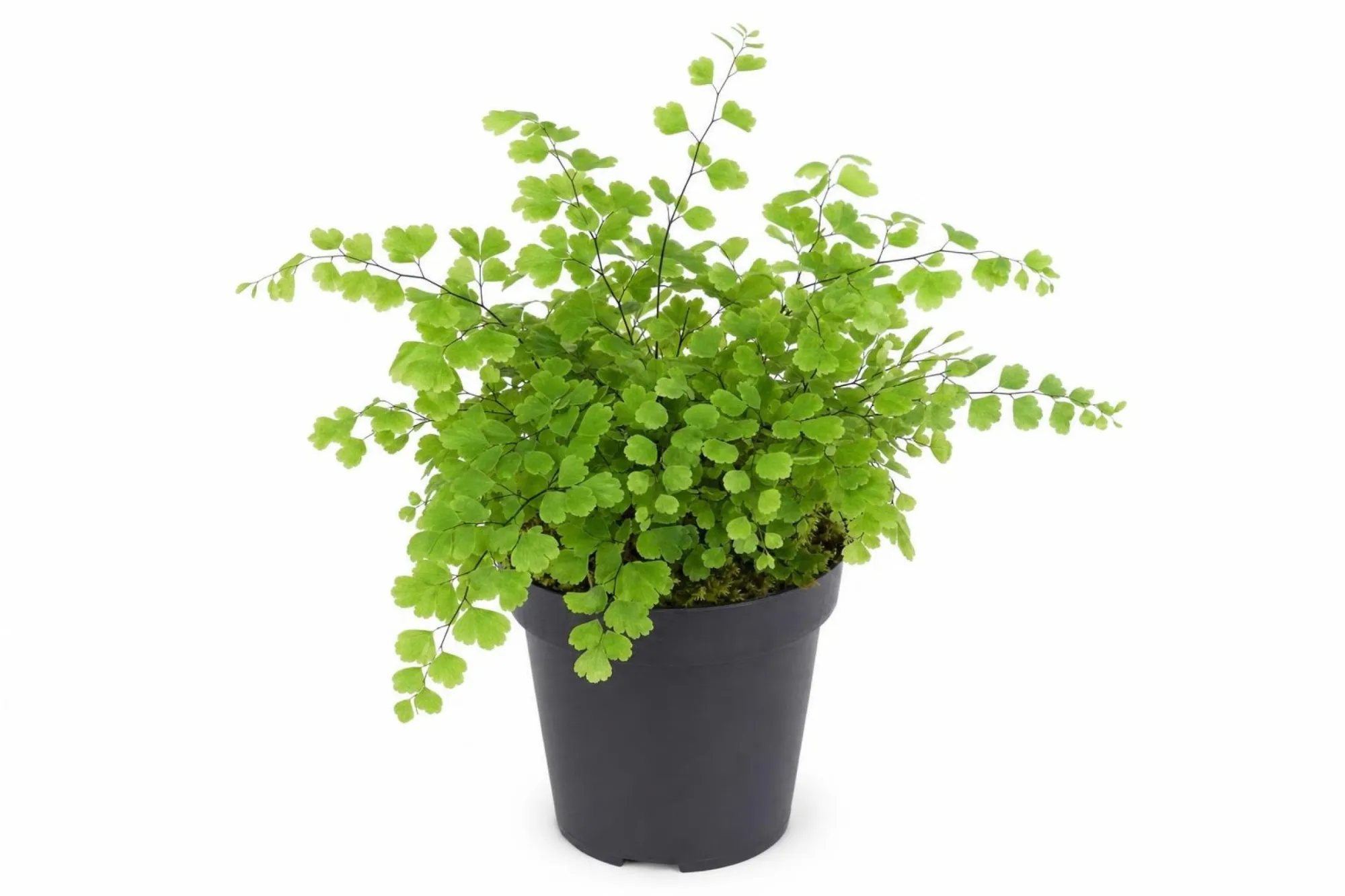 Frauenhaarfarn „Fritz Lüthi“, Adiantum raddianum ‘Fritz Lüthi’, Topfpflanze