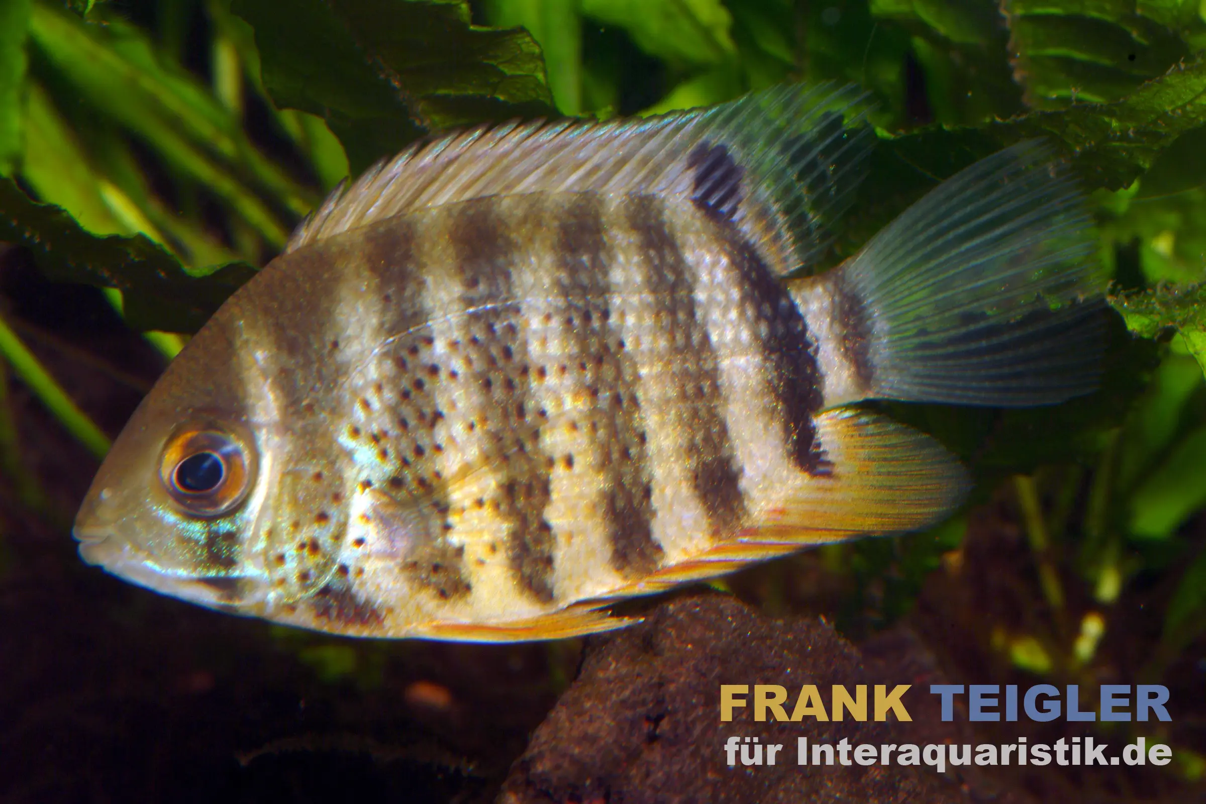 Seitenaufnahme eines Augenfleck-Buntbarschs (Heros severus) mit vertikalen Streifen und Augenfleck; Nahaufnahme eines ruhigen, hochrückigen Südamerikaners, ideal für strukturierte, großzügige Aquarien und interessante Brutpflege.