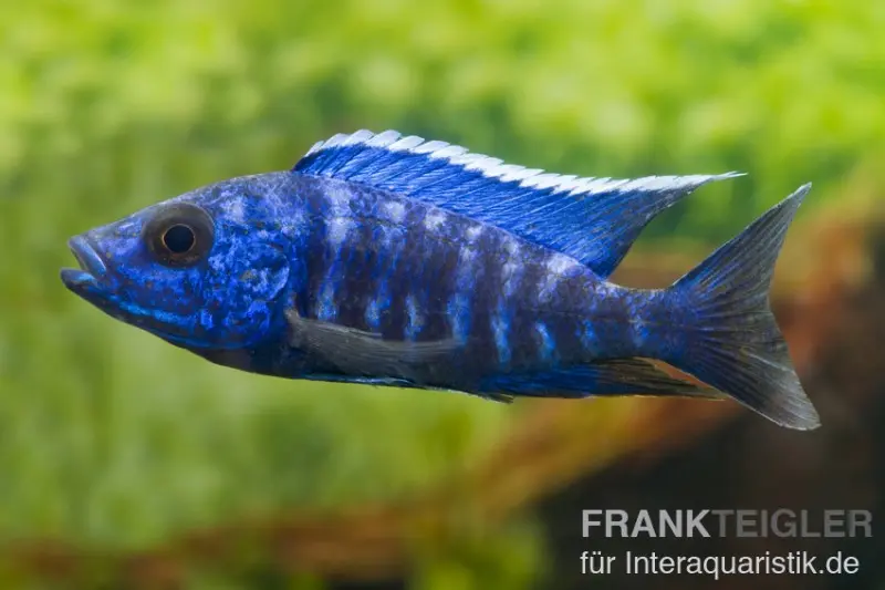 Aulonocara nyassae "Blue", 4-5 cm