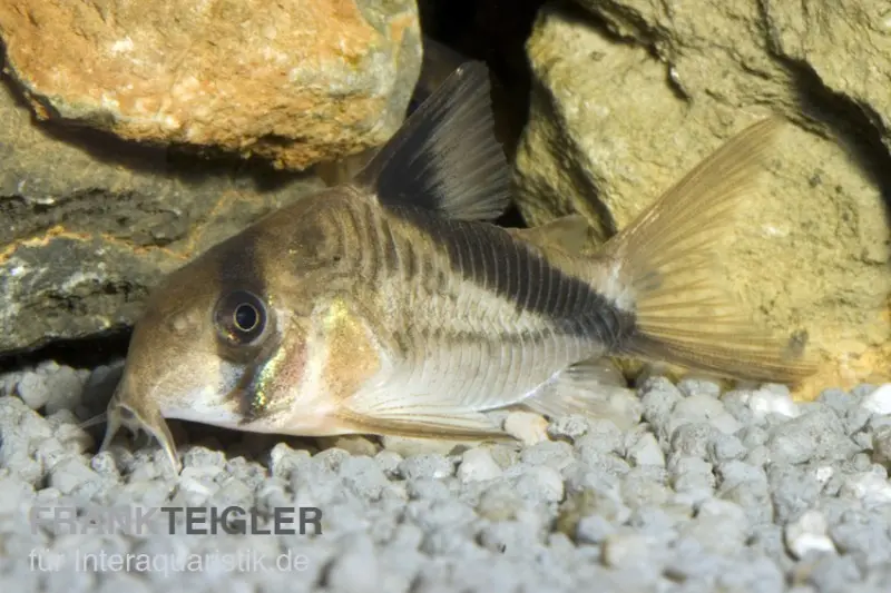 Kopfbinden-Panzerwels, Corydoras melini, 2-3 cm