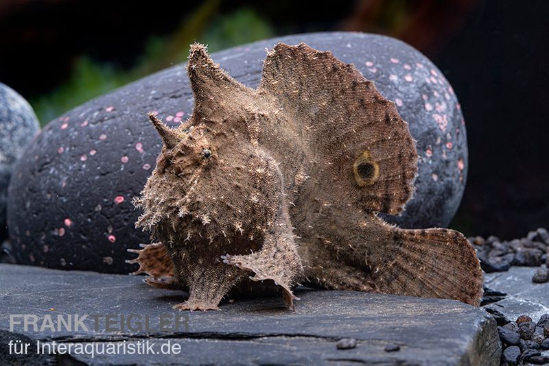 Augenfleck-Anglerfisch, Antennarius biocellatus