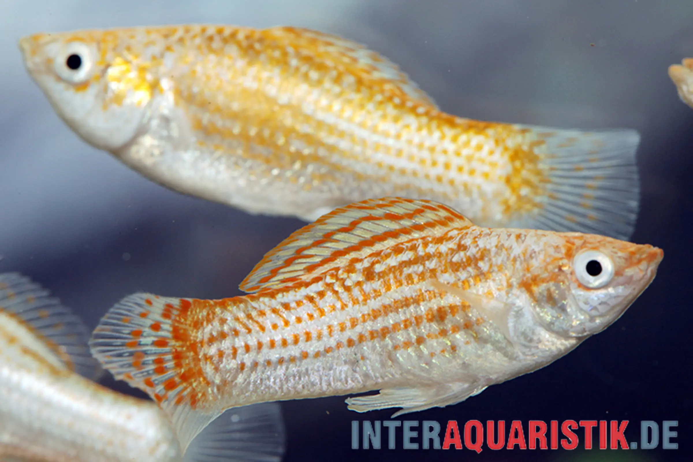 Nahaufnahme Silbermolly Orange Spot (Poecilia latipinna): silbrig glänzender Körper mit orangefarbenen Punkten, ausgeprägte Segel-Rückenflosse; Segelkärpfling, lebendgebärend, für Aquarien geeignet