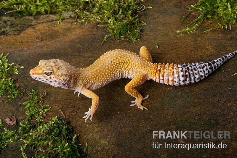 Leopardgecko, Eublepharis macularius, NORMAL