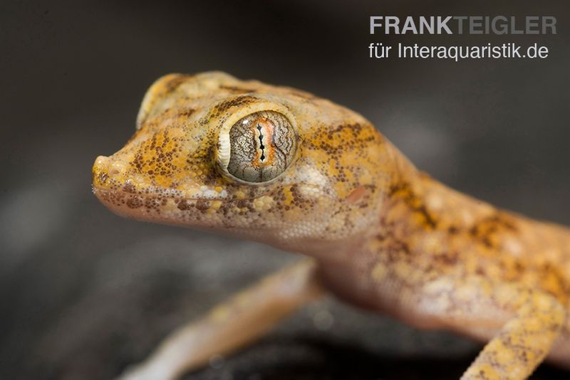 Lichtensteins Dünnfingergecko, Stenodactylus sthenodactylus