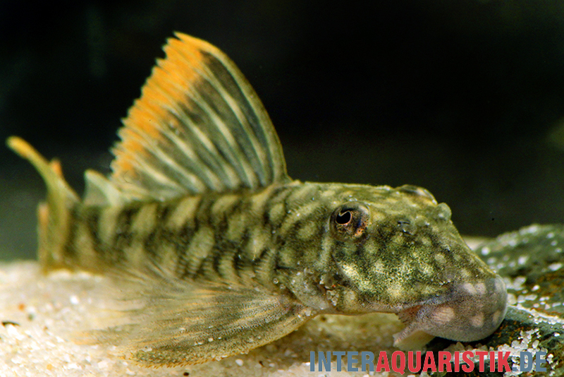 Orinoko-Guyanaharnischwels, Guyanancistrus guahiborum "L106"