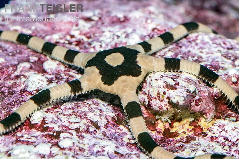 Gebänderter Schlangenstern, Ophiolepis superba