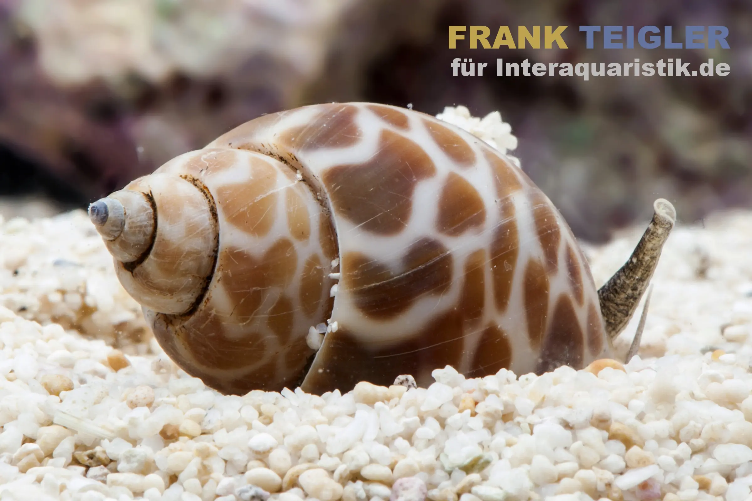 Orangefleck Babylon Schnecke, Babylonia zeylanica