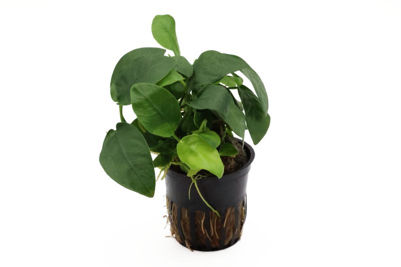 Zwergspeerblatt, Anubias nana, XL-Topf, Mutterpflanze