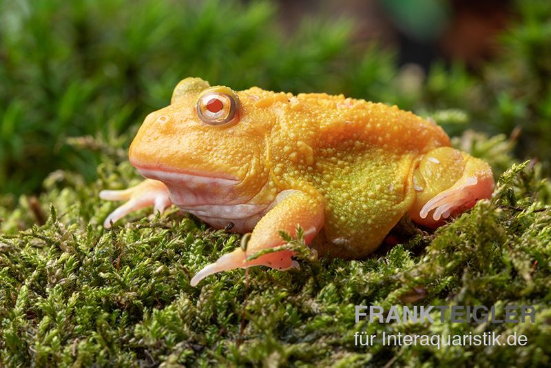 Super Pikachu-Pacman-Frog, Ceratophrys cranwelli Super Pikachu