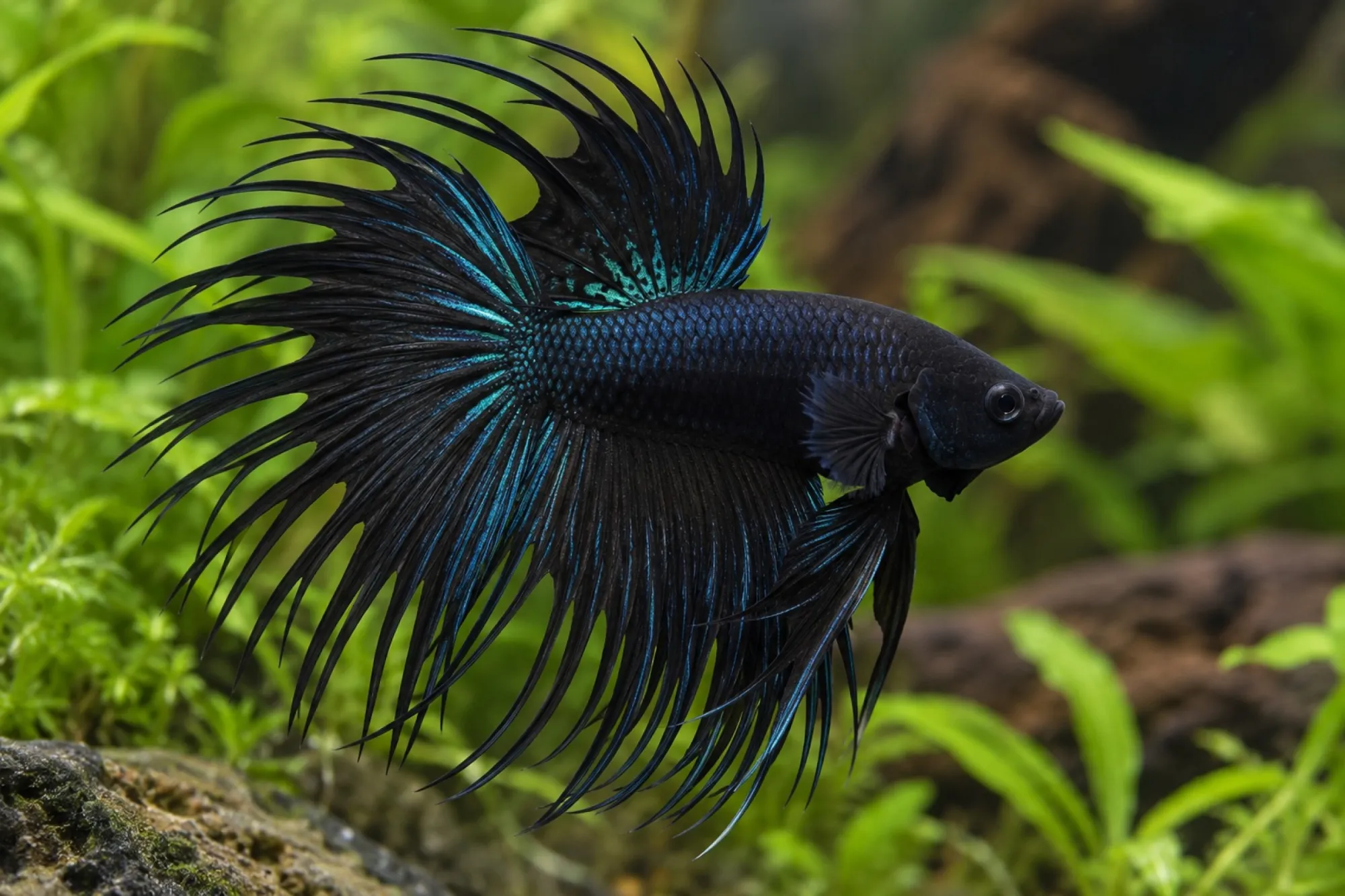 Crowntail-Kampffisch „Black Orchid“, Männchen, Betta splendens
