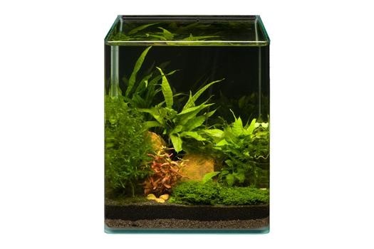 Pflanzensortiment Microsorum Cube für 20 l Nano-Aquarium, Aquarienpflanzen-Set