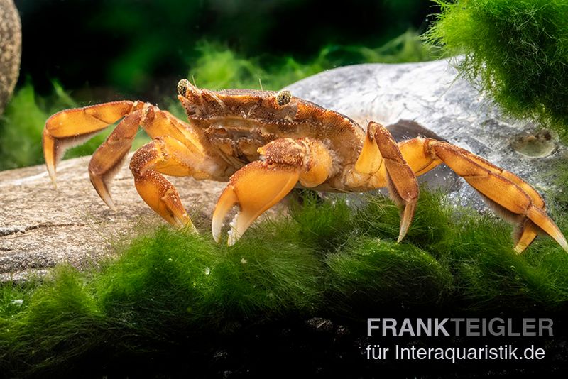 Paddler-Krabbe, Varuna yui, Paar (1 Männchen + 1 Weibchen)