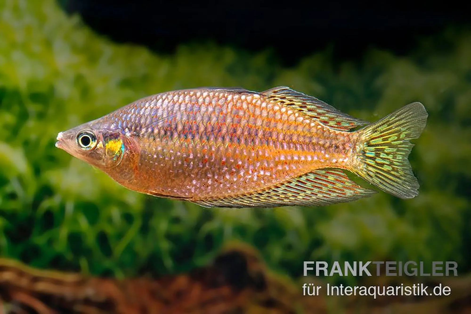 Rawa-Biru-Regenbogenfisch „Rawa Biru“, Melanotaenia cf. rubrostriata „Rawa Biru“