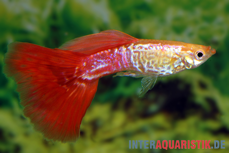 Guppy Cobra blond, Poecilia reticulata, Männchen