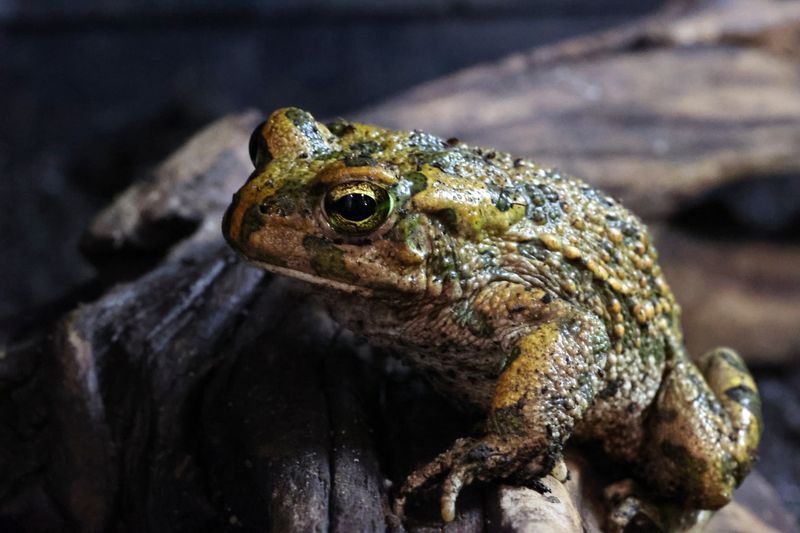 Nordafrikanische Wechselkröte , Bufotes boulengeri