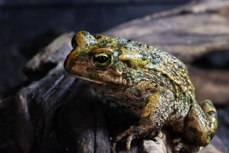 Nordafrikanische Wechselkröte , Bufotes boulengeri
