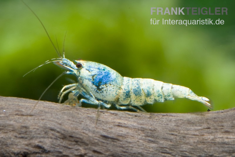 Taiwan Bee Blue Bolt Face, Caridina spec.