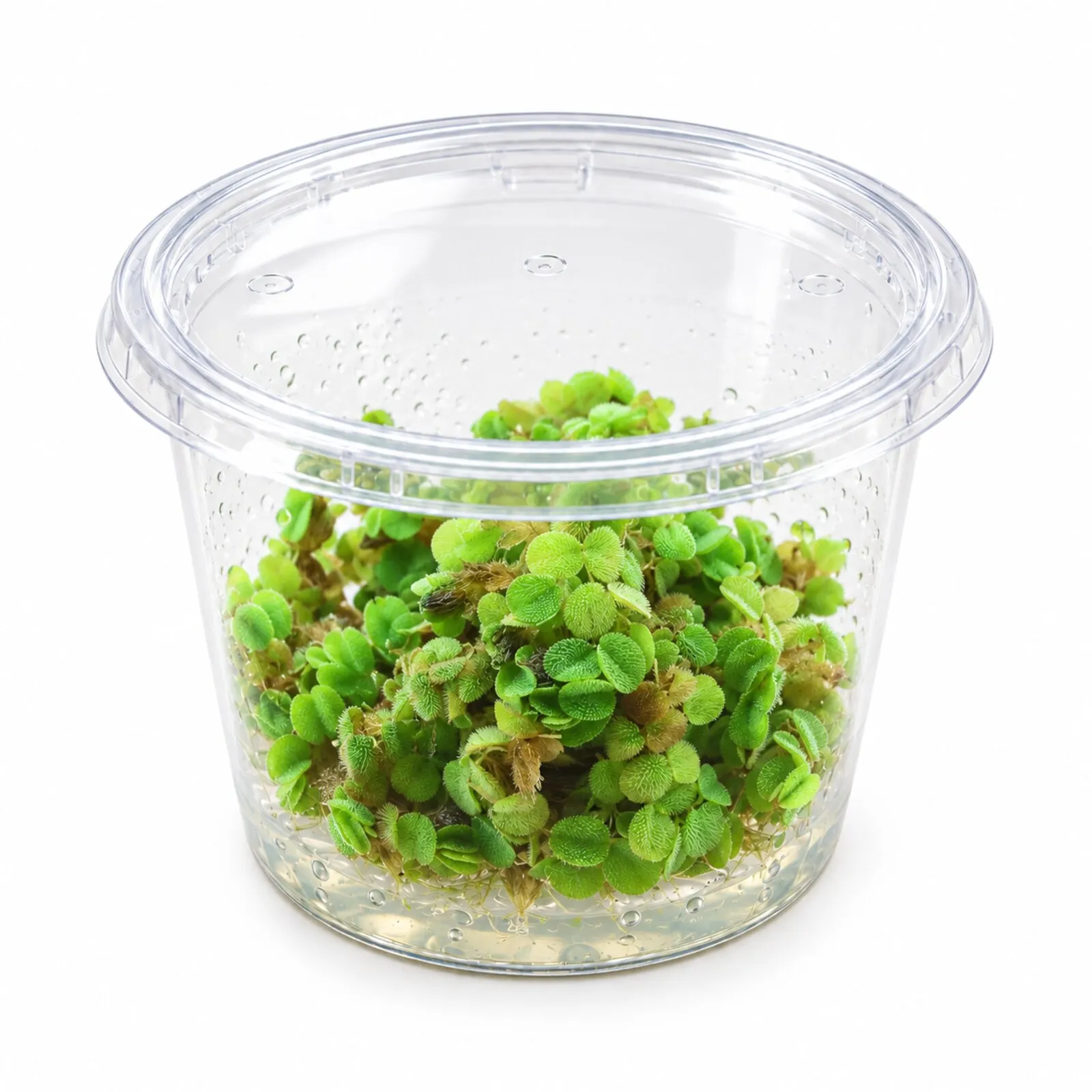 Zwergwasserfarn, Salvinia minima, In Vitro