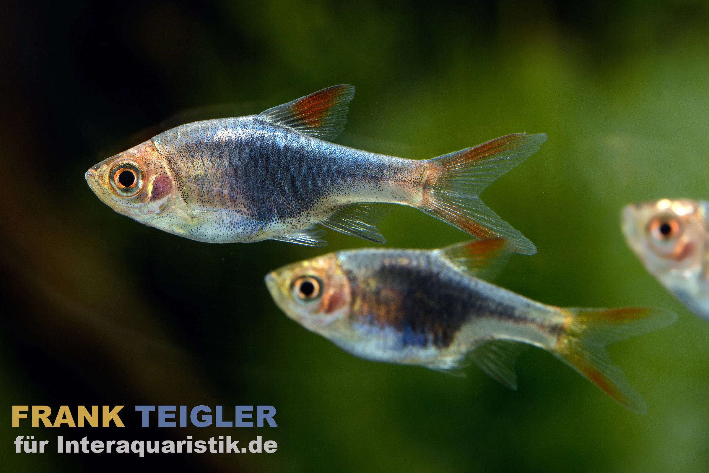 Schwarze Keilfleckbarbe, Rasbora heteromorpha BLACK