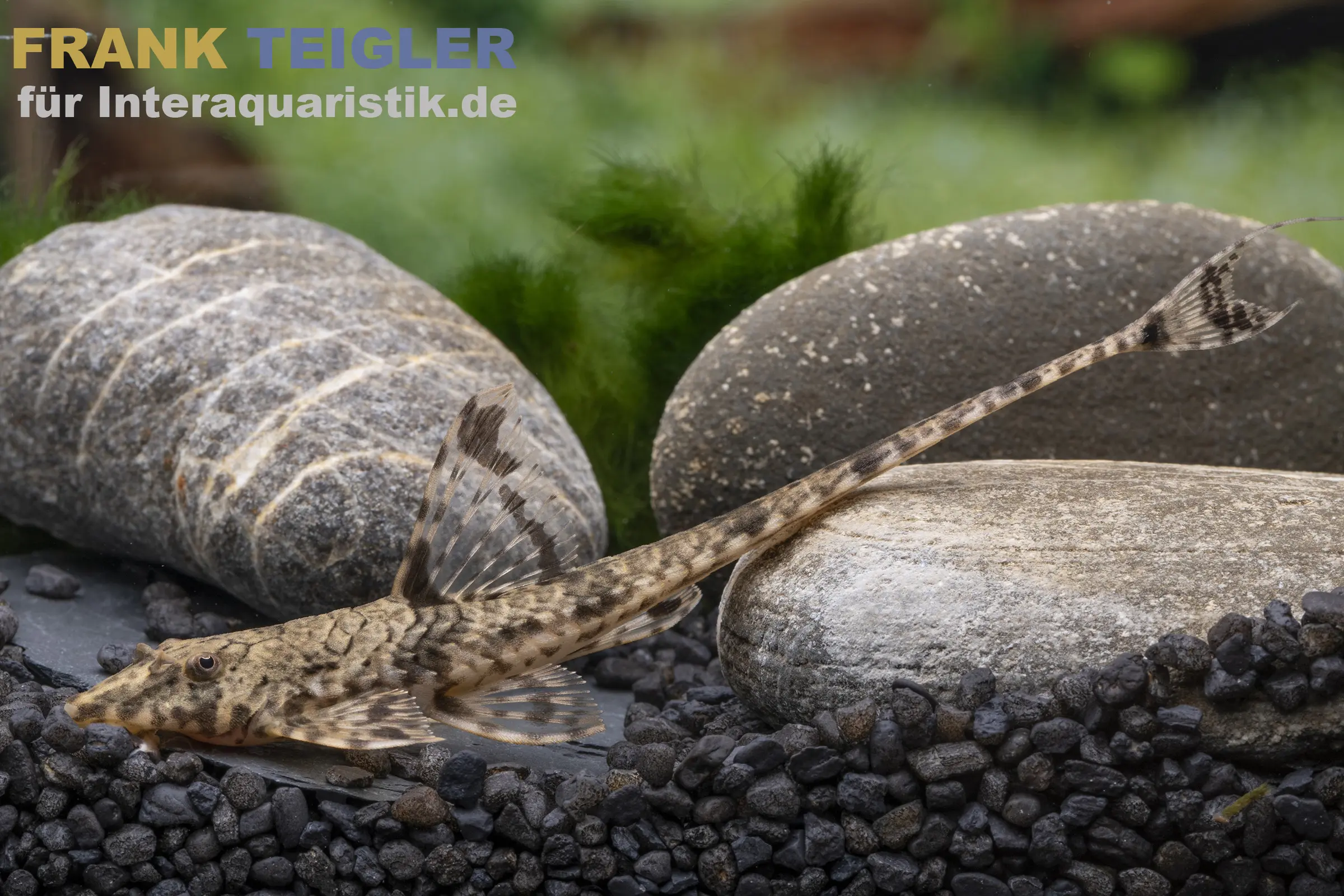 Eigenmanns Hexenwels, Rineloricaria eigenmanni, 6-8 cm