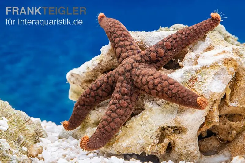 Variabler Seestern, Nardoa variolata