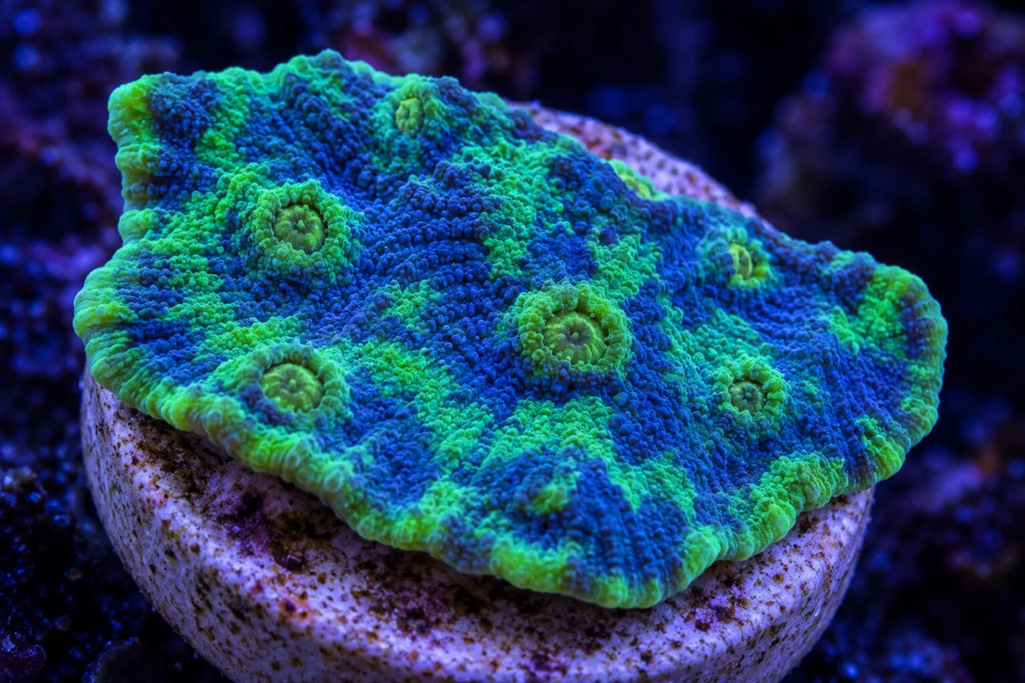 Kelchkoralle „Acid Rain“ (Nachzucht), Echinophyllia spec., Größe S–M