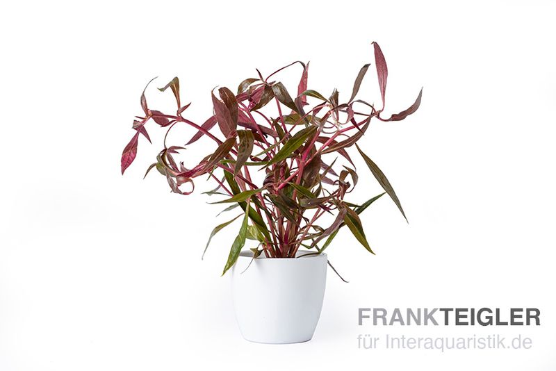 Rotes Papageienblatt, Alternanthera reineckii "Rosa", im Topf