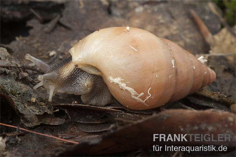 Weisse Hausschnecke, Limicolaria flammea unicolor WHITE