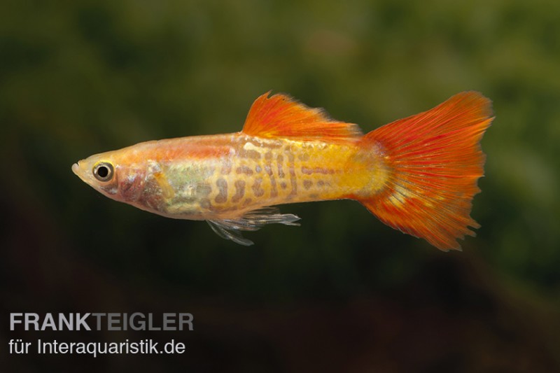 Guppy Cobra blond, Poecilia reticulata, Männchen