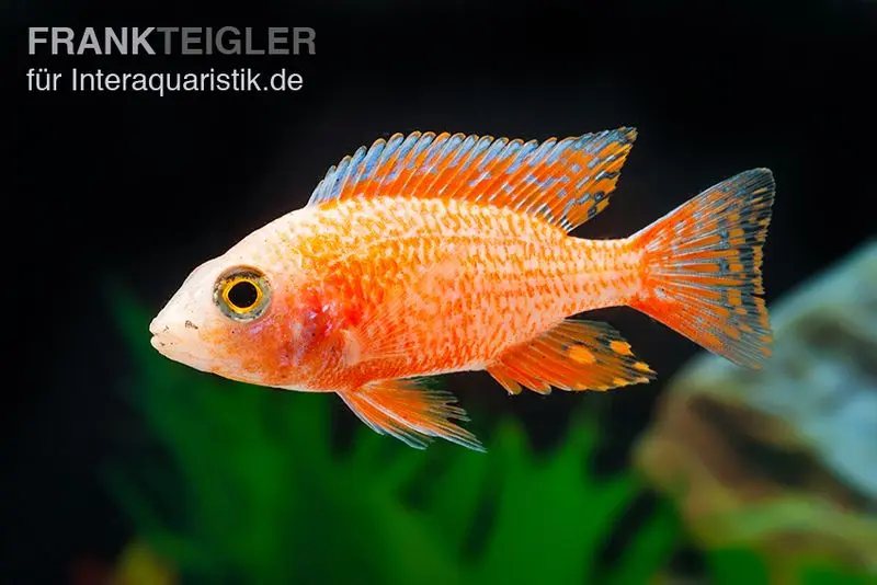 Erdbeer-Aulonocara, Aulonocara spec. Strawberry super red, 5-6 cm