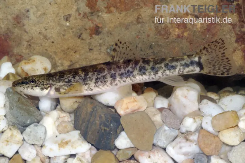 Bachschmerle, Barbatula barbatula, ca. 7 cm (Kaltwasser)