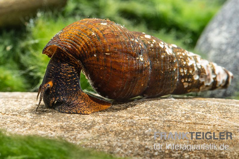 Feuerfuß Tylomelania, Tylomelania sp. Orange Rabbit