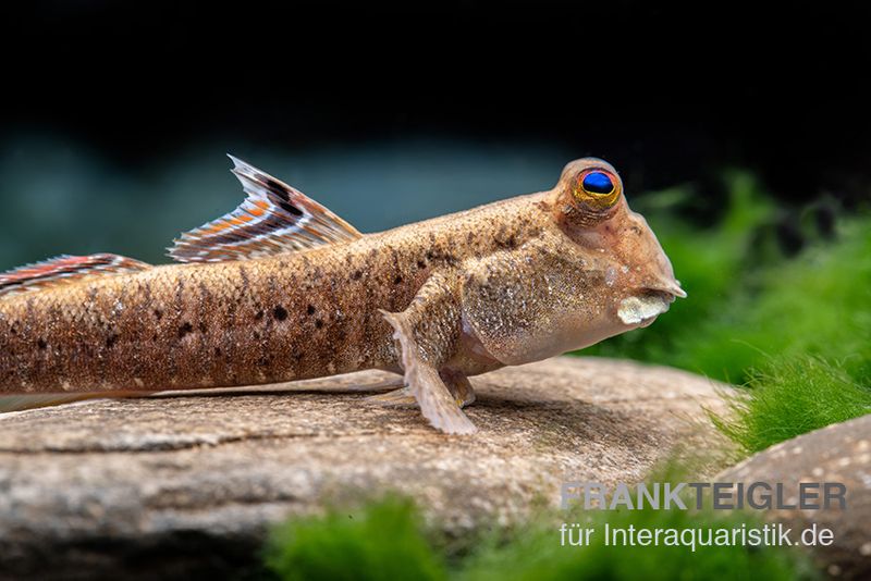 Silberlinien-Schlammspringer, Periophthalmus argentilineatus (Terrarium)