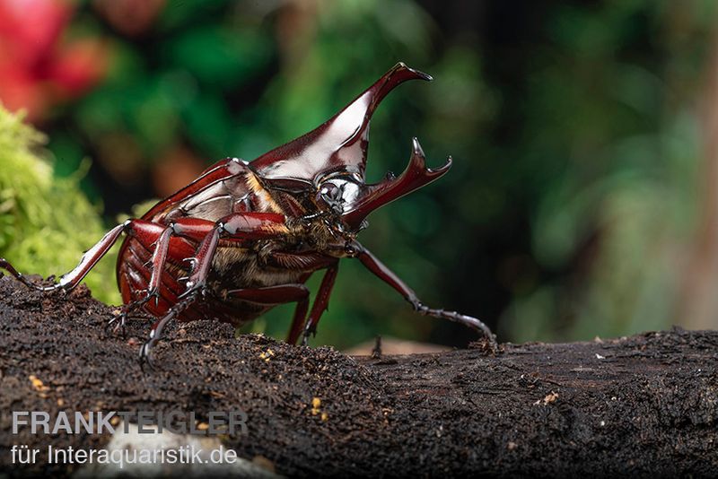 Brauner Nashornkäfer, Xylotrupes gideon, paarpreisx2