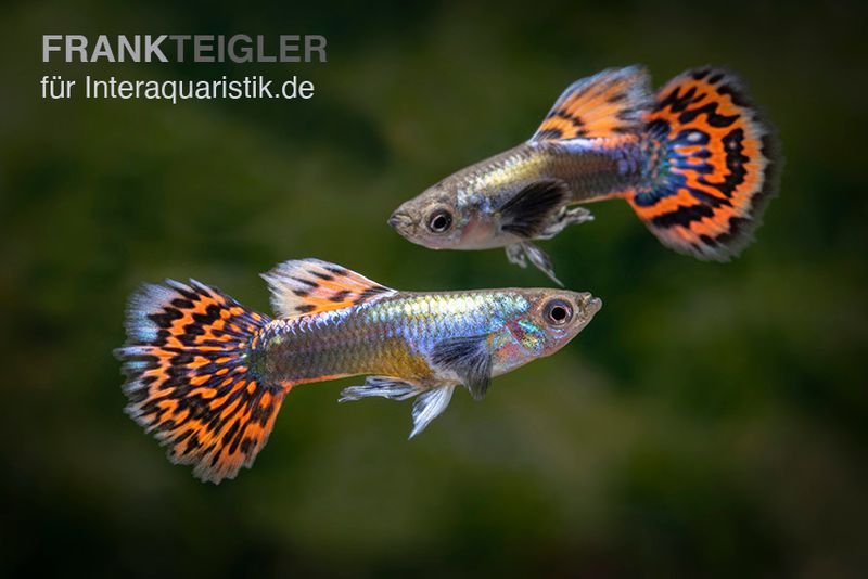 Big Ear Red Mosaic Guppy, Poecilia reticulata, Weibchen