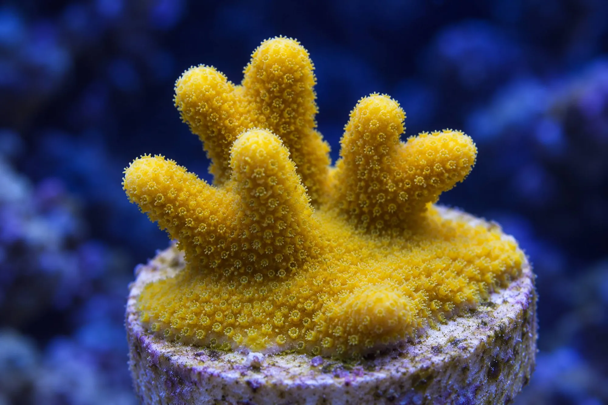 Porenkoralle „Gelb“ (Nachzucht), Porites spec., Größe S–M
