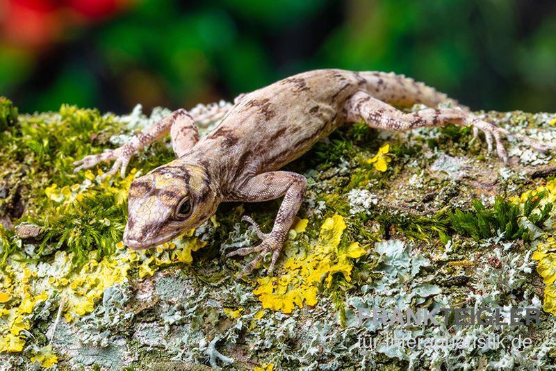 Zaunanolis, Anolis distichus, gemischt