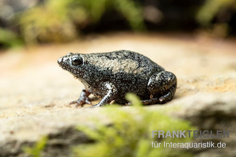 Östliche Engmund-Kröte, Gastrophryne carolinensis