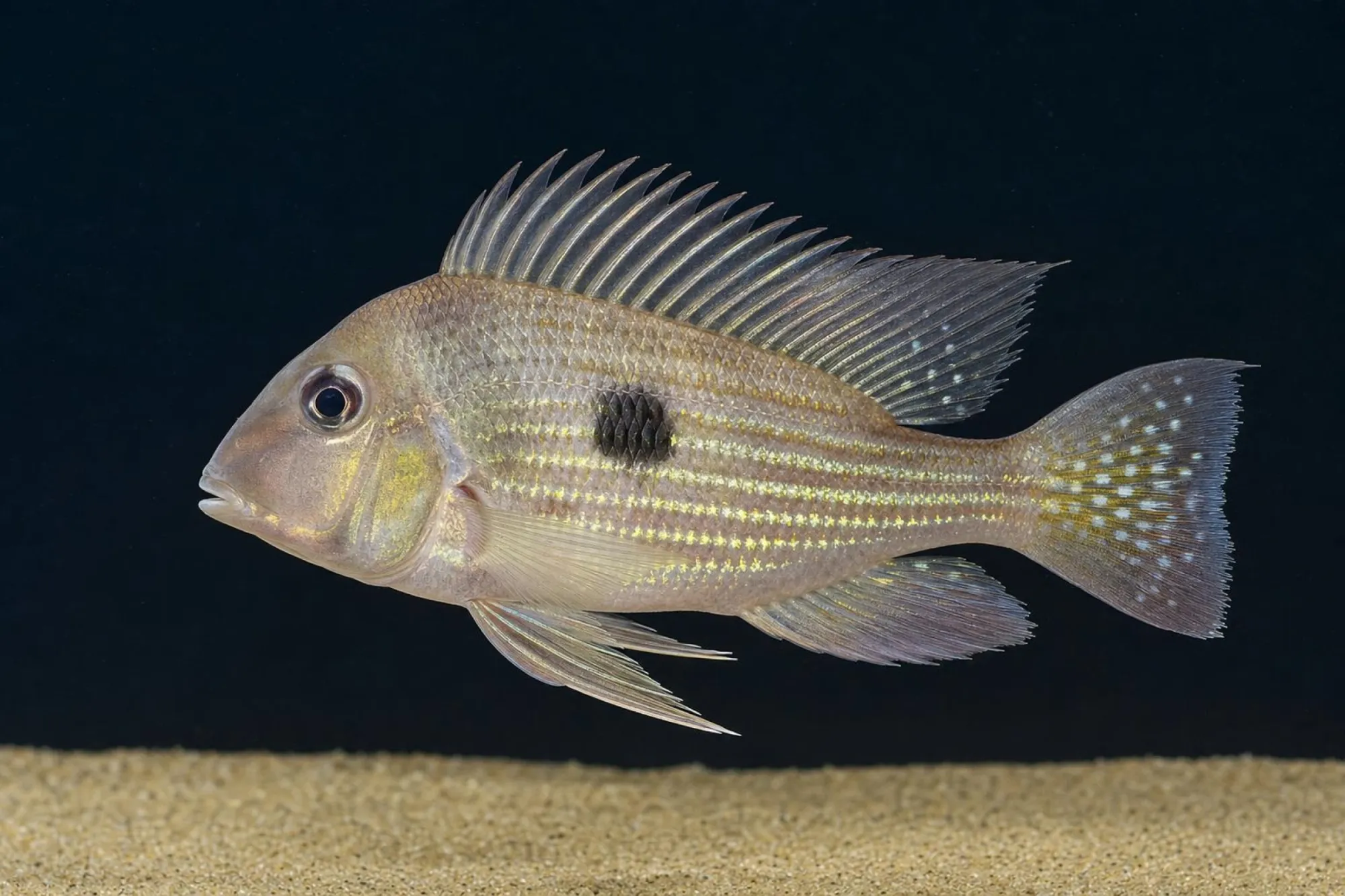 Teles-Pires-Erdfresser, Geophagus sp.