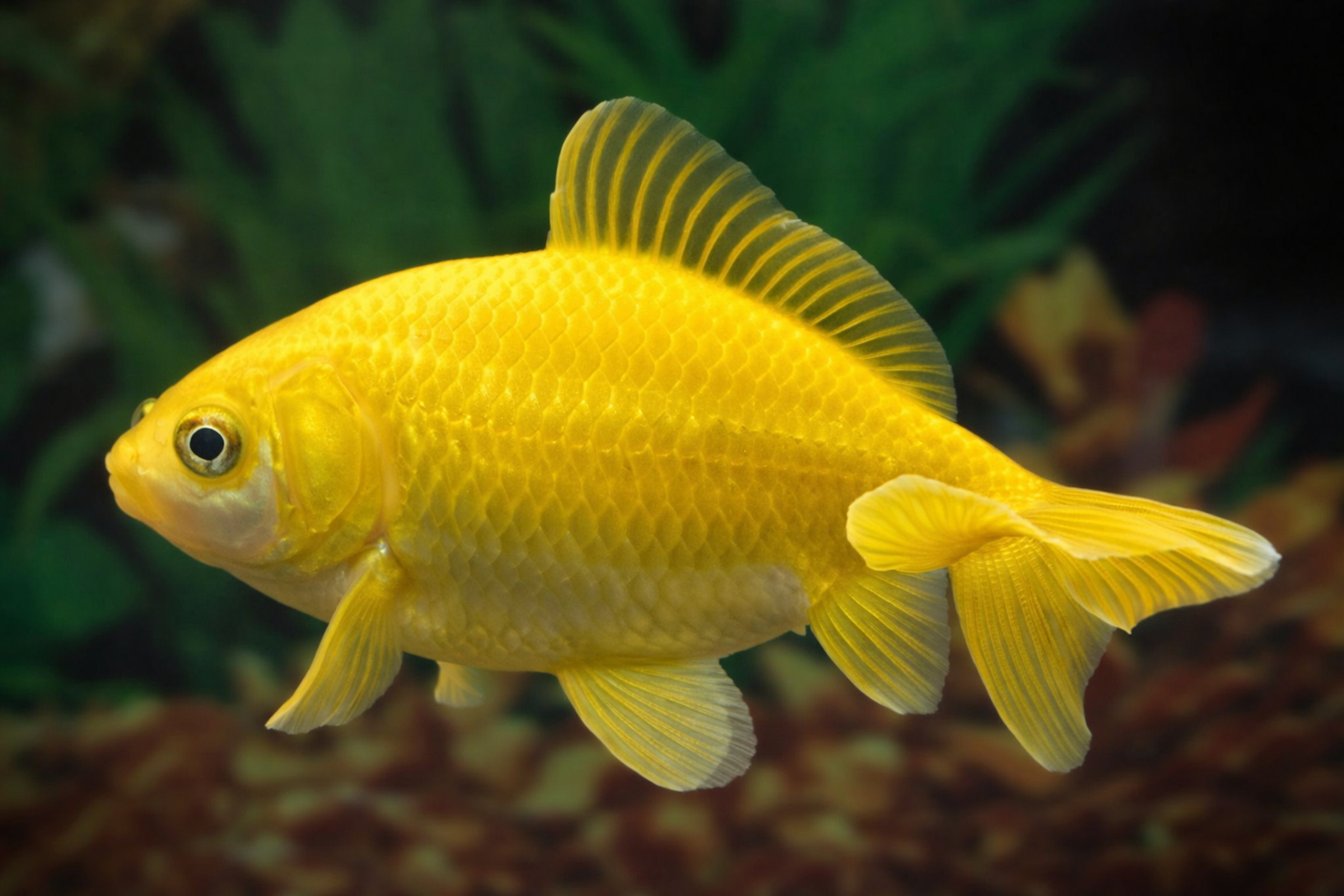 Gelber Goldfisch seitlich aufgenommen, deutliche Schuppenstruktur und Flossen, schwimmend vor grünem Aquariumpflanzen-Hintergrund