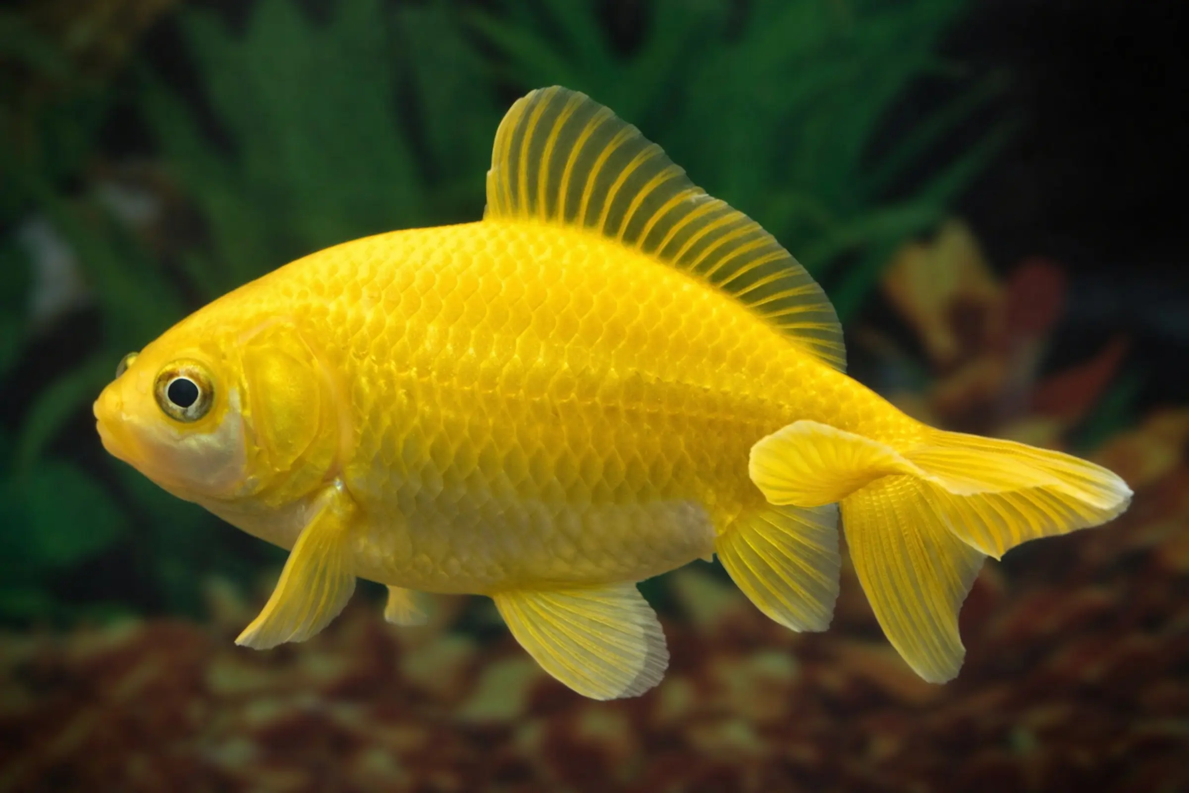 Gelber Goldfisch seitlich aufgenommen, deutliche Schuppenstruktur und Flossen, schwimmend vor grünem Aquariumpflanzen-Hintergrund