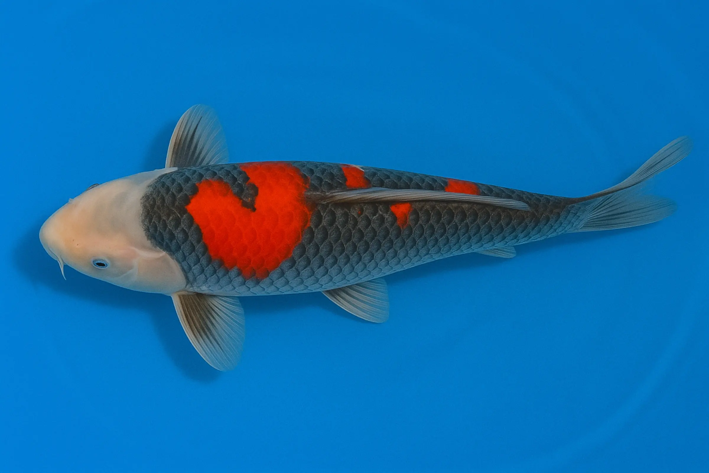 Japan Koi Yagenji Tosai Goshiki, Cyprinus carpio, 13-16 cm