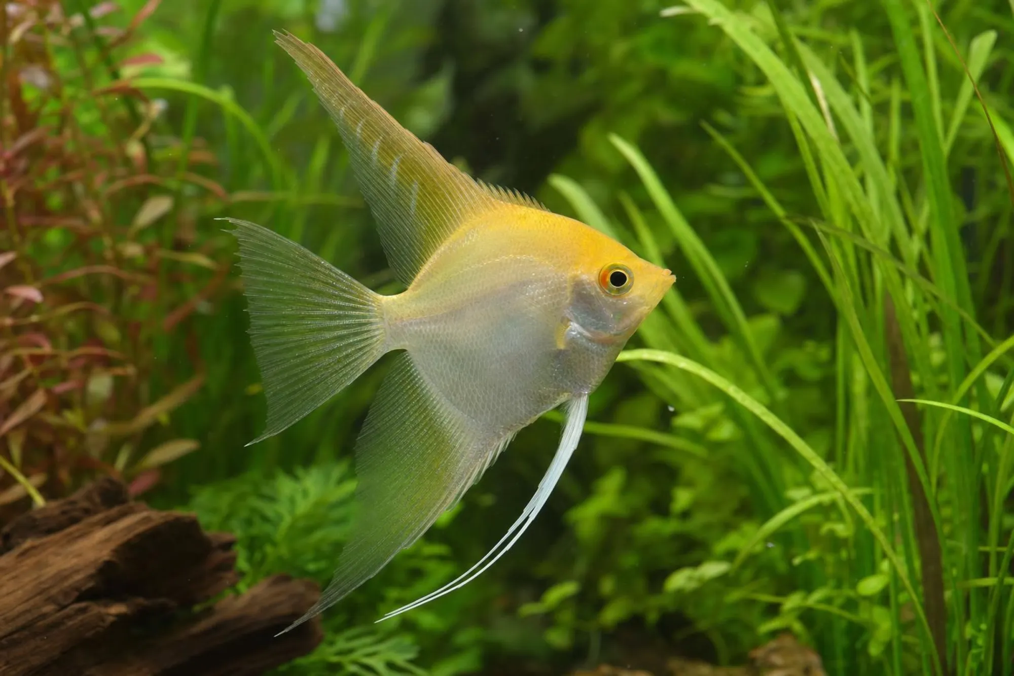 Skalar „Santa Isabel“, Pterophyllum scalare
