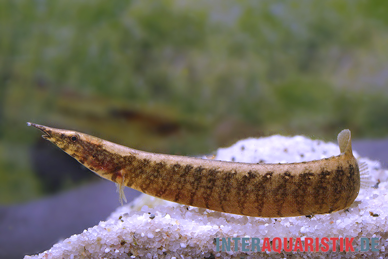 Gefleckter Stachelaal, Macrognathus maculatus